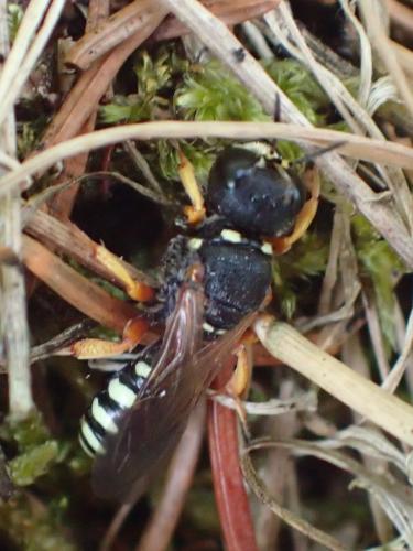 Réf. 262 072 : Lestica subterranea